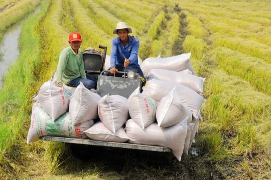 Giá lúa gạo hôm nay 16/9: Thị trường sôi động hơn