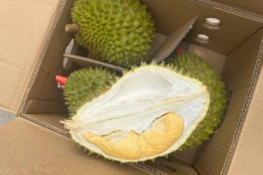 Giá sầu riêng hôm nay 16/9: Xuất khẩu sầu riêng sôi động, giá trong nước tăng