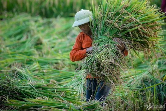 Giá lúa gạo hôm nay 17/9: Xuất khẩu tăng, nội địa ổn định