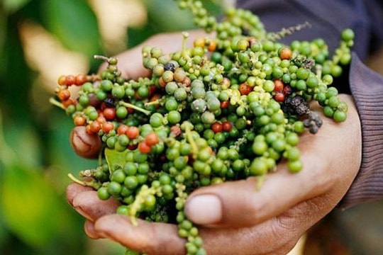 Giá tiêu rơi nhưng chưa chạm đáy, lùi nhưng chuẩn bị tiến