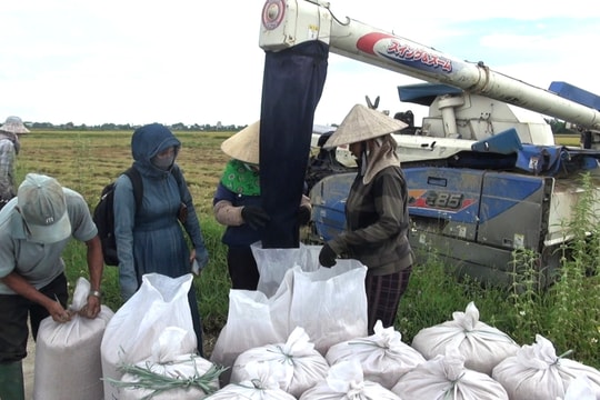 Khẩn trương thu hoạch lúa hè thu