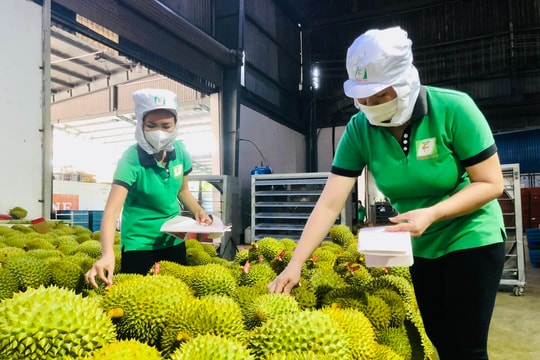 Giá sầu riêng hôm nay 19/9: Xuất khẩu lập kỷ lục