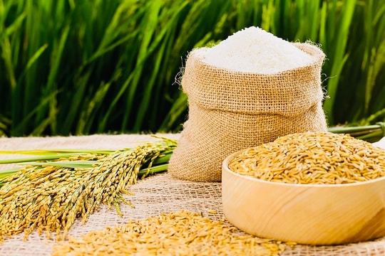 Giá lúa gạo hôm nay 19/9: Nội địa ổn định, xuất khẩu giảm