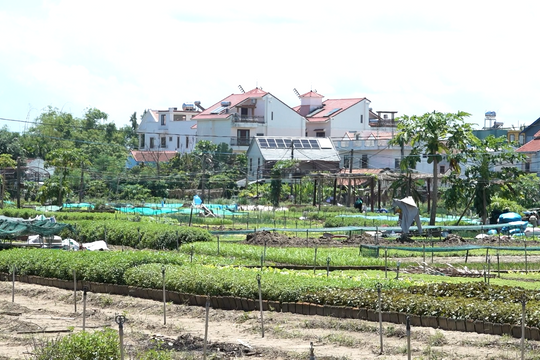 Discovering Tra Que in Hoi An: World's best tourism village in Vietnam