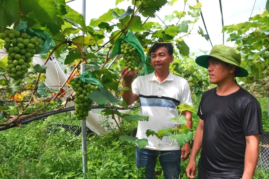 Phát huy vai trò chủ thể của nông dân