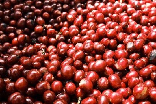 Giá cà phê hôm nay 21/9: "Kết thúc tiệc", giảm chóng mặt, thị trường trở lại mặt đất