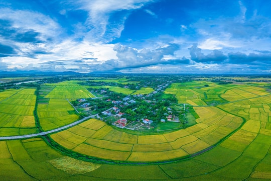 Experience Da Nang golden summer-autumn rice harvest