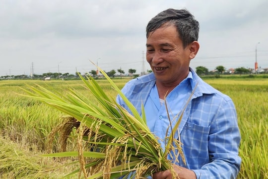 Giá lúa gạo hôm nay 21/9: Tín hiệu tích cực từ xuất khẩu