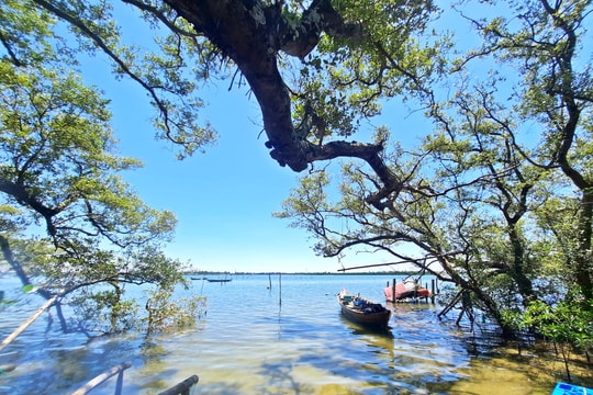 Đất mặn và vạn dặm rừng xanh