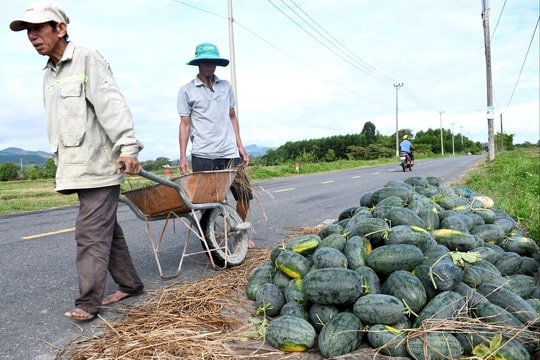 Cần quản lý hiệu quả mã số vùng trồng