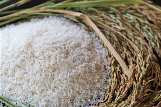 Giá lúa gạo hôm nay 22/9: Trong nước chững, xuất khẩu tăng vọt