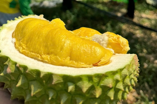 Giá sầu riêng hôm nay 22/9: Sầu Thái tăng mạnh, Musang King ổn định