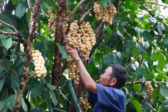 Liên kết vùng nguyên liệu phát triển sản phẩm OCOP