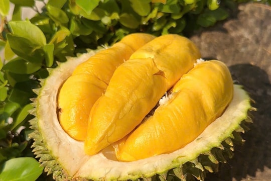 Giá sầu riêng hôm nay 25/9: Ri6 chững giá, Thái và Musang King tăng nhẹ