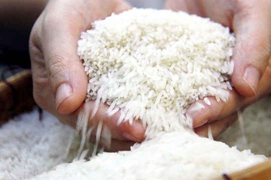 Giá lúa gạo hôm nay 25/9: Giá lúa gạo đi ngang