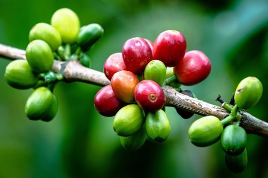 Giá cà phê hôm nay 27/9: Tồn kho Mỹ giảm, kéo giá Arabica 'xuyên thủng' mốc mới