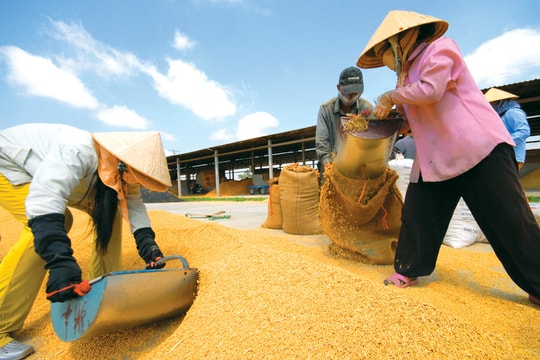 Giá lúa gạo hôm nay 26/9: Lúa tươi chững giá, gạo xuất khẩu đi ngang