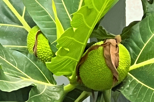 Lâu ngày nhớ vị Sa kê