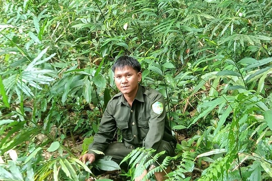 Trồng sa nhân tím dưới chân núi Phước Thành: Khó khăn từ thực tiễn