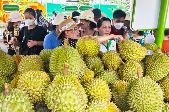 Giá sầu riêng hôm nay 27/9: Chênh lệch lớn giữa các vùng