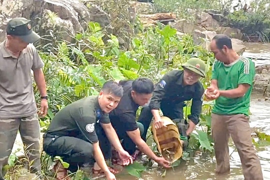 Thả cá bản địa về tự nhiên