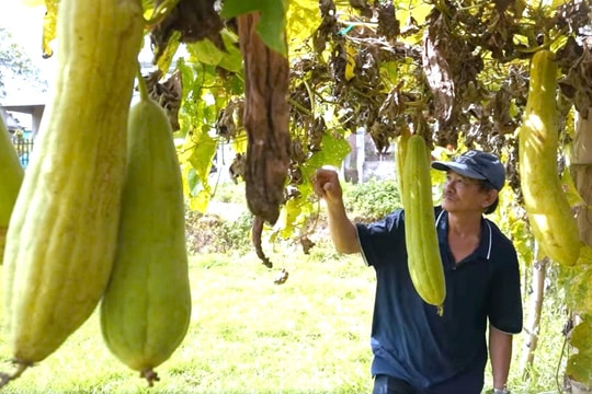 Kết nối nông dân, xây dựng nông nghiệp bền vững