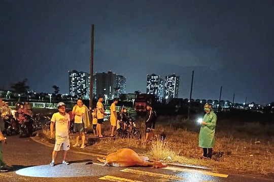 Kiên quyết xử lý tình trạng trâu, bò thả rông