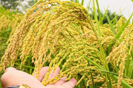 Giá lúa gạo hôm nay 29/9: Thị trường trong nước đi ngang