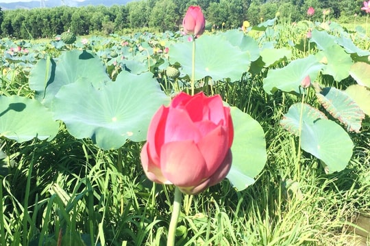 Tam Mỹ phát triển mô hình trồng sen