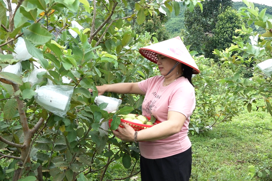 Hỗ trợ đồng bào Cơ Tu làm mô hình kinh tế xanh, tuần hoàn