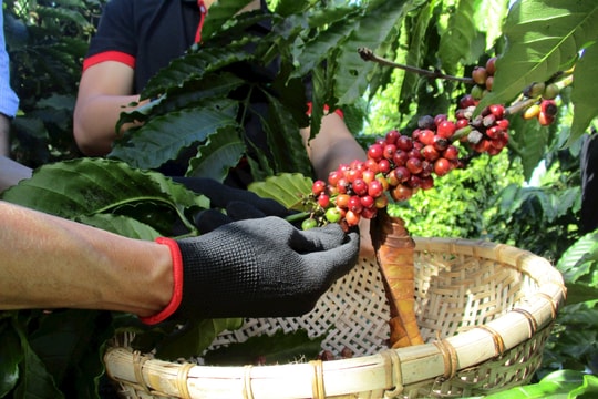 Giá cà phê hôm nay 1/10: Tồn kho toàn cầu "bốc hơi" 22 triệu bao