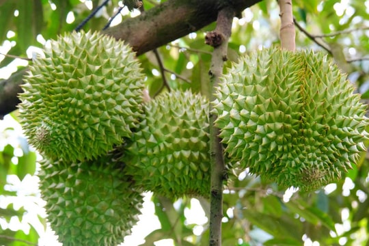 Giá sầu riêng hôm nay 1/10: Thái VIP giữ đỉnh 120.000 đồng/kg