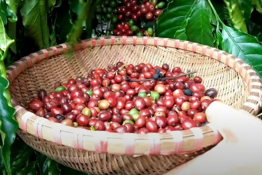 Giá cà phê hôm nay 2/10: Tăng mạnh 1.700 – 1.900 đồng/kg, Lâm Đồng tiếp tục dẫn đầu