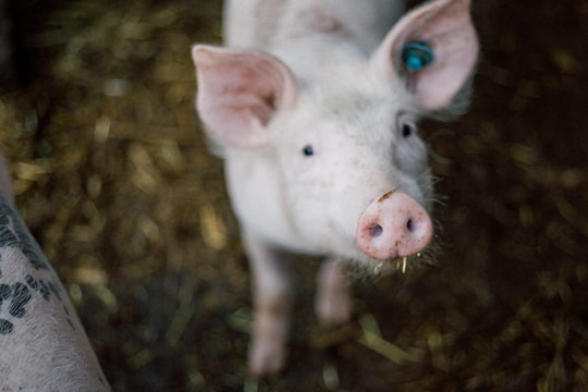 Giá heo hơi hôm nay 2/10: Miền Bắc bất động, sóng giảm 'chạm ngõ' miền Nam