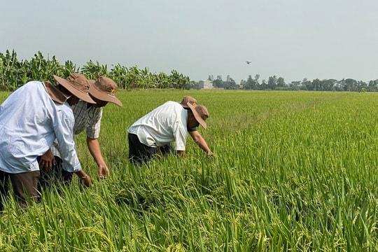 Giá lúa gạo hôm nay 2/10: Xu hướng giảm nhẹ trên thị trường xuất khẩu