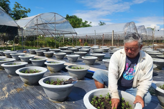 Nông dân tất bật chuẩn bị vụ hoa tết