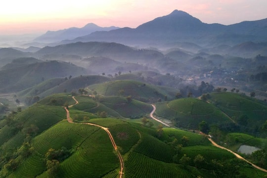 Săn mây trên đồi chè Long Cốc