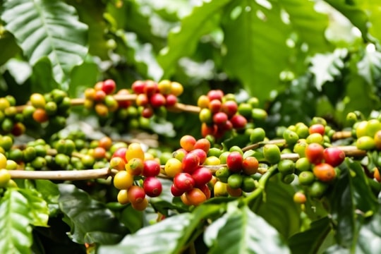 Giá cà phê hôm nay 4/10: Robusta tăng gần 5%, Tây Nguyên nhảy vọt 117.000