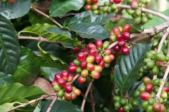 Giá cà phê hôm nay 5/10: 2 tỉnh giữ vững đỉnh giá 117.000 đồng/kg