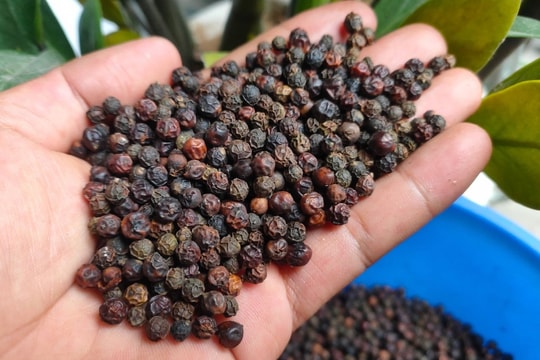 Giá tiêu hôm nay 4/10: 99% không đổi, chỉ 1 mặt hàng Indonesia 'nhúc nhích' 0.01 USD.