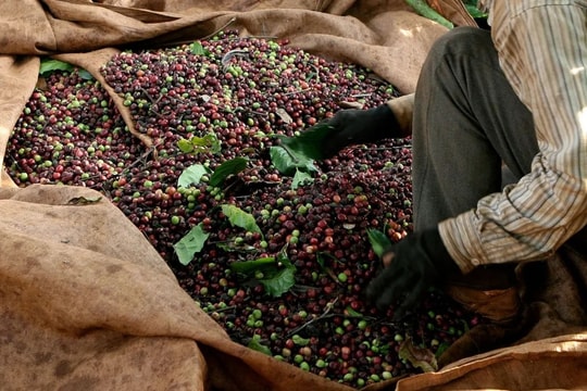 Giá tiêu hôm nay 5/10: Đóng đinh ở mức đỉnh 146.000 đồng/kg