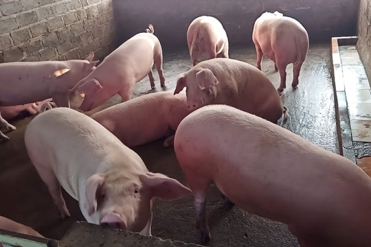 Giá heo hơi hôm nay 6/10/2025: Mất 1.000 đồng/kg, miền Bắc có dấu hiệu chạm đáy