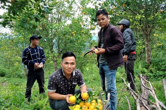 Hơn 630,6 tỷ đồng thực hiện các cơ chế, chính sách phát triển nông thôn, giai đoạn 2021 - 2025