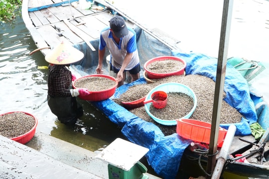 Giữ lửa nghề hến Tân Phú