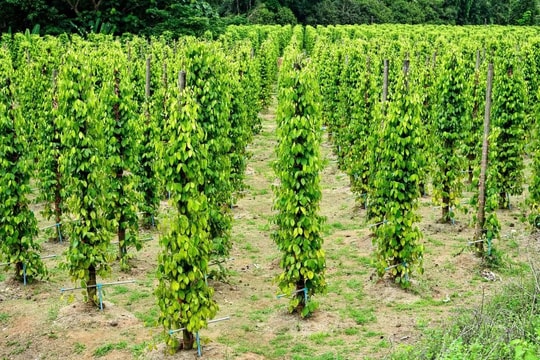 Giá tiêu hôm nay 9/10: Đắk Lắk và Lâm Đồng đua nhau lên đỉnh 148.000 đồng/kg