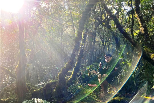 Mùa trám rừng và đàn Triing trú đỉnh núi Koong Yang