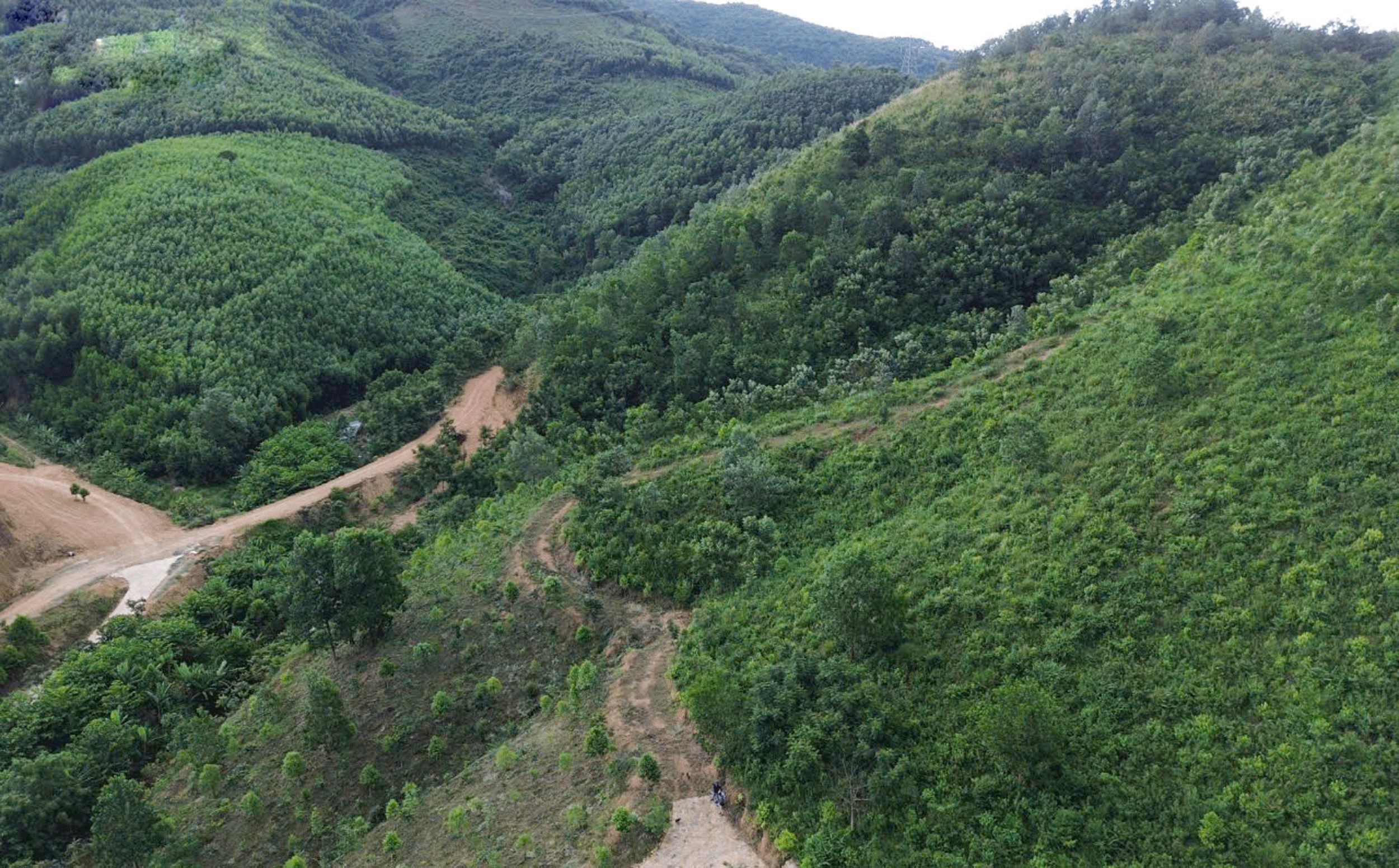 Phát triển rừng gỗ lớn gắn với du lịch sinh thái