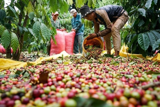 Giá cà phê hôm nay 11/10/2025: Giảm mạnh 700 đồng, Robusta mất gần 2% giá trị