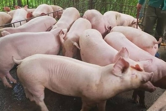 Giá heo hơi hôm nay 11/10: Chuỗi Domino sụt giảm càn quét 9 tỉnh miền Bắc
