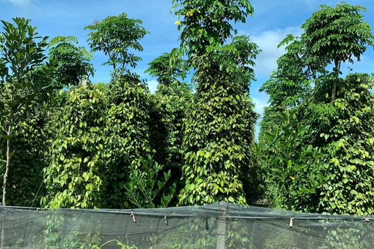 Giá tiêu hôm nay 11/10: Khóa chặt đỉnh 148.000 đồng/kg nhờ nguồn cung toàn cầu sụt giảm